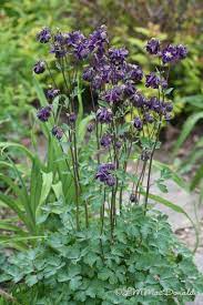 Pin On The Sonoma Creek Garden