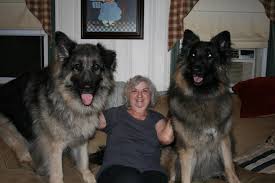 Check spelling or type a new query. King Shepherds Cool King Shepherd German Shepard Puppies Huge Dogs