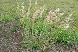 Image result for Melinis longiseta