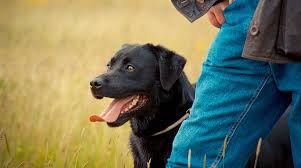 Learning how to rollerblade with your dog starts with getting them acquainted with the. A Review Of Cesar Millan Rollerblades