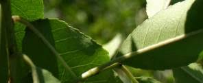 Image result for Prunus africana