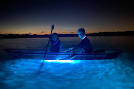 Clear kayak tour of shell key preserve and tampa bay area. Shell Key Clear Kayak Glow In The Dark Tour Marriott