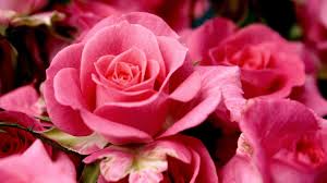 Symbol Valentine Pink Love Roses Flower Wallpaper For Whatsapp Rose Flower Wallpaper Love Rose Flower Flower Wallpaper