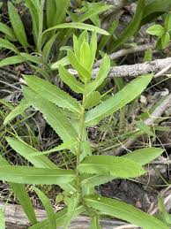 Image result for Landolphia lanceolata
