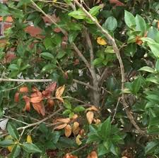 The tea plant (camellia sinensis (l.) o. Camellia Dieback Disease