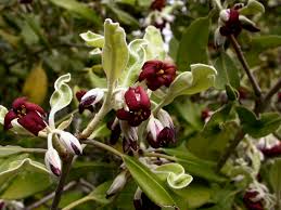 Image result for Pittosporaceae