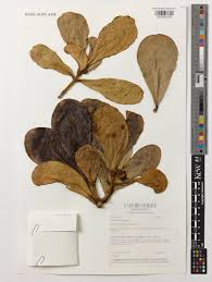 Image result for Clusiaceae