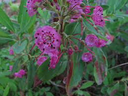 Image result for Clutia angustifolia