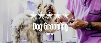 Huckleberryhounds.ca huckleberry hounds, kelowna bc. Social Pets Pet Supplies Dog Grooming