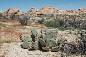 It is broken up into 2 units, an east and a west. Cactus In Joshua Tree By Kara Riley