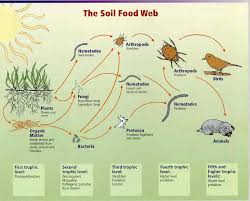 Great Chart And Explanation Of Soil Life And Why And How To