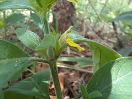 Image result for Justicia flava