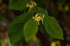 Image result for Sericorema remotiflora