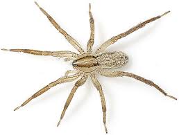 „stattdessen verdauen sie ihre nahrung außerhalb des eigenen körpers. Zora Spinimana Wiki Der Arachnologischen Gesellschaft E V