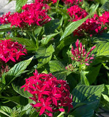 Image result for Pentadiplandraceae