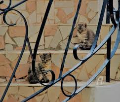 Изучайте релизы les chats perchés на discogs. Chats Perches Photography By Feemerode Artmajeur
