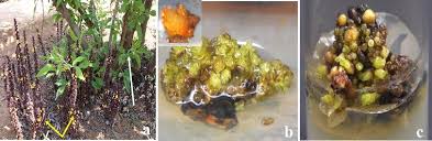 Image result for Alectra orobanchoides