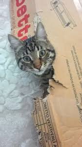 Bursa Turkiye Kedi Cats Renkler
