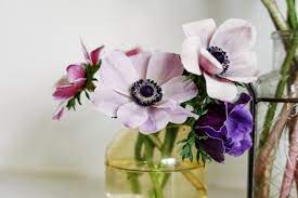 Growing Anemones In Zone 8 Planting Bulbs In Spring Anemone Fall Plants
