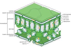 Download this free vector about diagram of plant growth stages, and discover more than 11 million professional graphic resources on freepik. Difference Between Stomata And Lenticels Lorecentral Photosynthesis Leaf Structure Plant Science