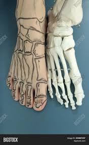 The circle outlines the cranium and the rectangle the mandible of the skull. Human Foot Drawing Image Photo Free Trial Bigstock