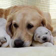 We are akc breeder's of merit, in the akc bred with heart program, and are members of the golden retriever club of america. Puppies Golden Retriever Street