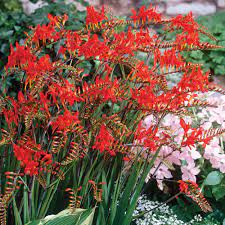 We are working to update our ratings. Buy Crocosmia Lucifer J Parker Dutch Bulbs