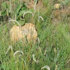 Image result for Elionurus muticus