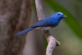 Image result for Hypoxis monanthos