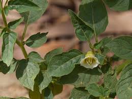 Image result for Physalis angulata