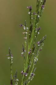 Image result for Eragrostis inamoena