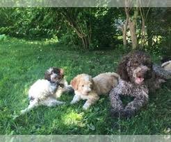 Join our email list to be the first to know when puppies are available! View Breeder Profile Lagotto Romagnolo Dog Breeder Near New York Edgemont Usa Subs 139226