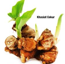 Cekur atau cekur putih atau nama saintifiknya kaempferia galanga linn adalah sejenis tumbuhan tropika yang terdapat di. Batrisyia Home Facebook