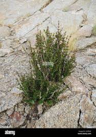 Image result for Myrothamnus flabellifolius