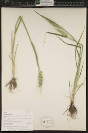 Image result for Tragus pedunculatus