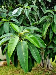 Image result for Ficus barteri