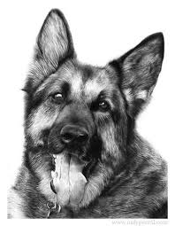 German Shepherd Pencil Drawing Art Pencil Drawings Dog Art