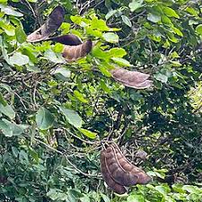 Image result for Intsia