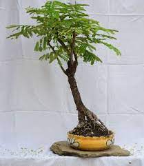Delonix Regia Bonsai Delonix Regia Gulmohar Bonsai Bonsai Garden Bonsai Bonsai Tree