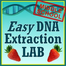 Middle School Strawberry Dna Extraction Lab Activity Dna Extraction Lab Middle School Dna Activities