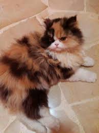 Agata Mi Persa Calico Tricolor Dollface Gato Tricolor Gatinhos Tricolor
