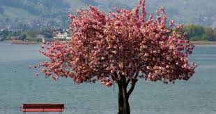 blossoming cherry tree at lake zurich switzerland cherry tree cherry blossom tree lake zurich