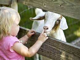 How To Start A Petting Zoo Business