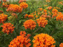 Choose from both annual and perennial species to create your own unique great for attracting birds! State Celebrates First Ohio Native Plant Month Five Rivers Metroparks
