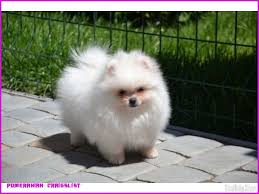 You can guess how big a puppy will get by looking at the parents. Boo Pomeranian Puppies For Sale Near Me Pets Lovers