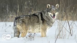 Some of us have a passion for our pets, the animals that become part of the family. Radioactive Wolves Wildlife In The Chernobyl Exclusion Zone Docfilm Dw 13 04 2016