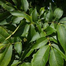 Image result for Carya