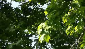 Maybe you would like to learn more about one of these? Best Trees Swaying Gifs Gfycat