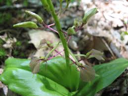 Image result for Liparis bowkeri