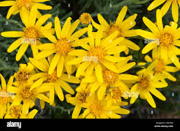 Image result for Senecio sp.no.3